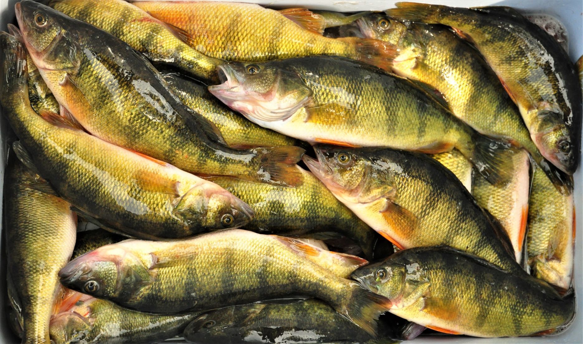 Rice Lake Yellow Perch